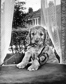 Curtains: Susi - sitting by the window