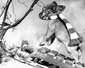 Sledge: Susi - with sled in the snow