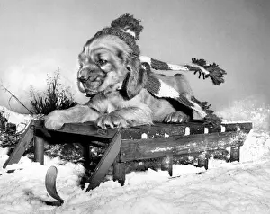 Spaniels: Susi - with sled in the snow