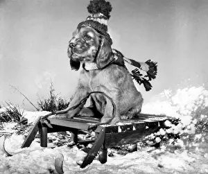 Spaniels: Susi - with sled in the snow