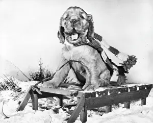 Sledge: Susi - sledding in the snow