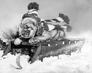 Sledge: Susi - sledding in the snow