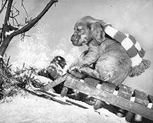 Sledge: Susi - sledding in the snow