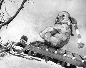 Sledge: Susi - sledding in the snow