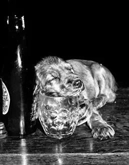 Drunk: Susi - sleepy after drinking beer