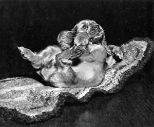 Spaniels: Susi - sliding on a rug