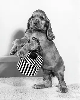 Hatbox: Susi - with a small hatbox