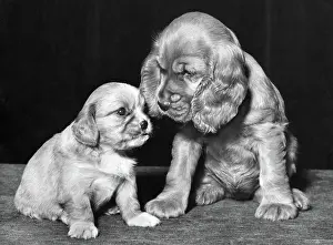 Smaller: Susi - with smaller puppy