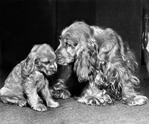 Smaller: Susi - with a smaller puppy