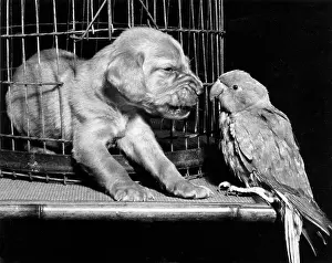Parrot: Susi - snarling at a parrot