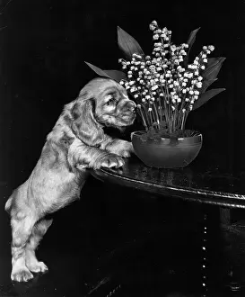 Lilies: Susi - sniffing flowers