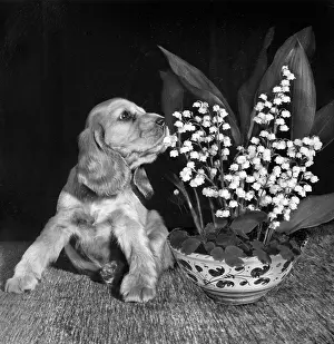 Lilies: Susi - sniffing flowers