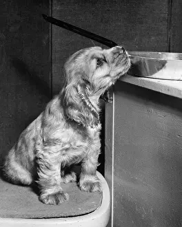 Frying: Susi - sniffing at a frying pan in the kitchen