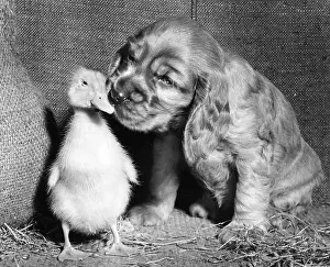 Fluffy: Susi - snuggling up to a duckling