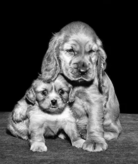Smaller: Susi - with a spaniel puppy