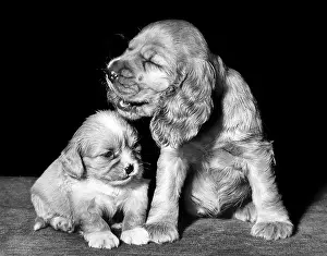 Smaller: Susi - with a spaniel puppy
