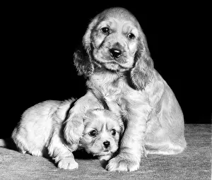 Smaller: Susi - with a spaniel puppy