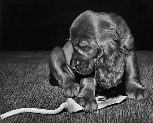 Mischief: Susi - squeezing toothpaste
