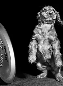 Tray: Susi - standing on hind legs