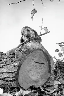 Chewing: Susi - standing behind a tree trunk