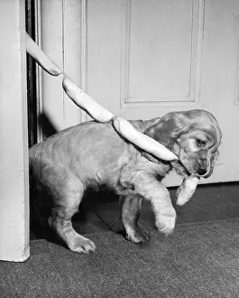 String: Susi - with string of sausages