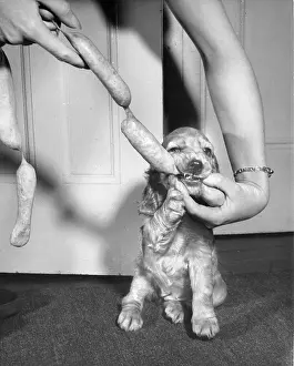 String: Susi - with string of sausages