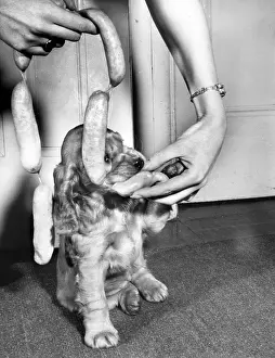 String: Susi - with string of sausages