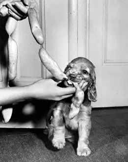String: Susi - with string of sausages