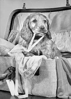 Mischief: Susi - with suitcase of clothes