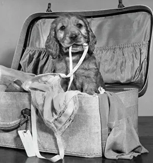 Mischief: Susi - with suitcase of clothes