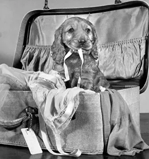 Mischief: Susi - with suitcase of clothes
