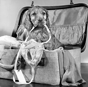 Mischief: Susi - with suitcase of clothes