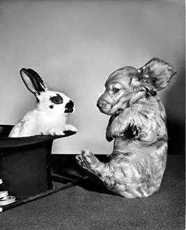 Rabbits: Susi - surprised by rabbit