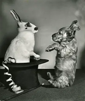 Rabbits: Susi - surprised by rabbit