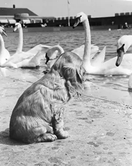 Swans: Susi - with swans