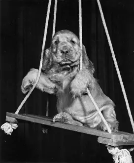 Swinging: Susi - on a swing