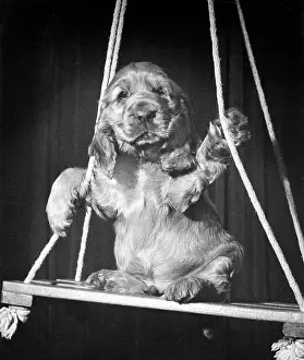 Spaniels: Susi - on a swing