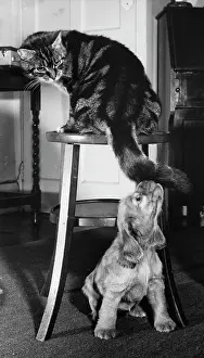 Stool: Susi - with tabby cat