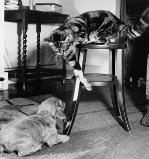 Encounter: Susi - with tabby cat