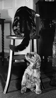 Stool: Susi - with tabby cat