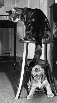 Stool: Susi - with tabby cat