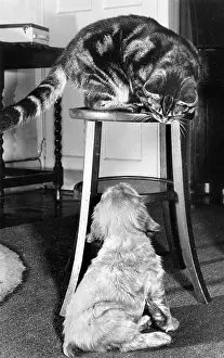 Stool: Susi - with tabby cat