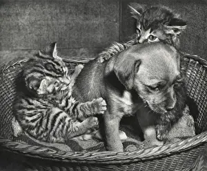 Wickerwork: Susi - with tabby cat and kitten
