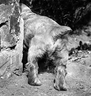 Spaniels: Susi - tail and back legs