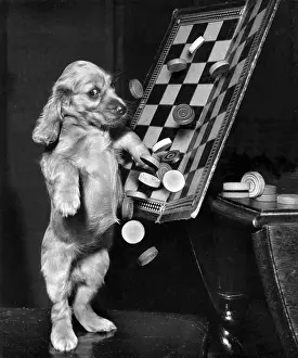 Chaos: Susi - tipping up a draughts board
