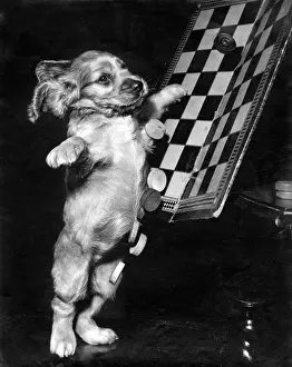 Chaos: Susi - tipping up a draughts board