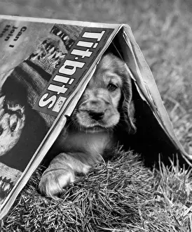 Titbits: Susi - under Titbits magazine in the garden