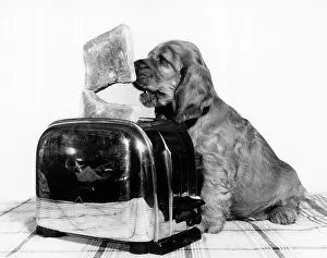 Hungry: Susi - with toaster and toast