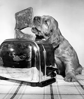 Hungry: Susi - with toaster and toast