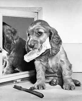 Mirrors: Susi - with toothbrush and toothpaste